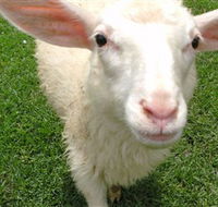 Golden Ridge Animal Farm - Accommodation Guide