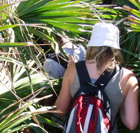 Palm Jungle loop track - Accommodation Guide