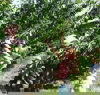 Forest Range Cherries - Accommodation Asia