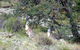 Saunders Gorge Sanctuary - thumb 2