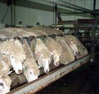 Island Pure Sheep Dairy And Cheese Factory - Accommodation Asia