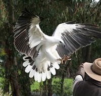 Raptor Domain - Accommodation Asia