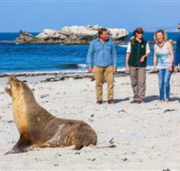 Seal Bay Conservation Park - Accommodation Asia
