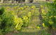 Bell River Estate Winery - thumb 3