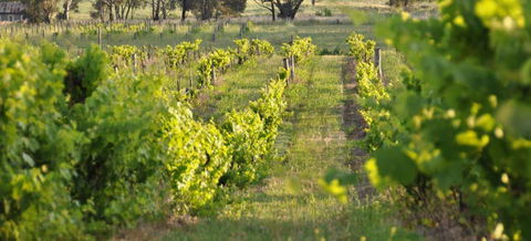 Bell River Estate Winery - Accommodation Asia 3
