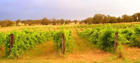 Bell River Estate Winery - Accommodation Asia 7