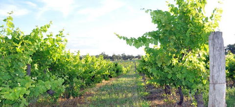 Bell River Estate Winery - Accommodation Asia 8