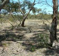 Tintinara Walking Trail - Accommodation Guide