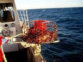 Lacepede Seafood - Accommodation Guide 1
