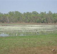 Leaning Tree Lagoon Nature Park - Accommodation Guide