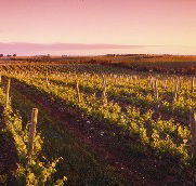 Ralph Fowler Wines - Accommodation Guide