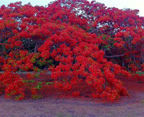George Brown Darwin Botanic Gardens - Accommodation China 1