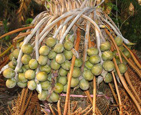 George Brown Darwin Botanic Gardens - Accommodation China 7