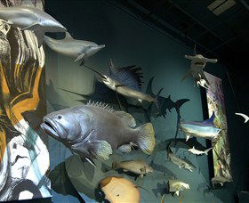 Museum And Art Gallery Of The Northern Territory - Accommodation China 4