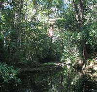 Wabunga Wayemba Charmillan Creek walking track - Accommodation China