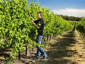 Patrick Of Coonawarra - Accommodation Asia 0