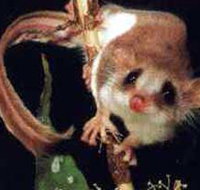 Carrowong Fauna Sanctuary - Accommodation Guide