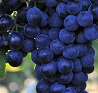 De Bortoli Wines Bilbul - Accommodation Guide