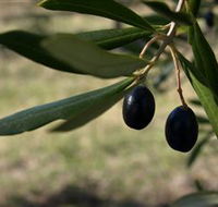 Red Rock Olives - Accommodation Asia