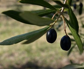 Red Rock Olives - Accommodation Guide 0