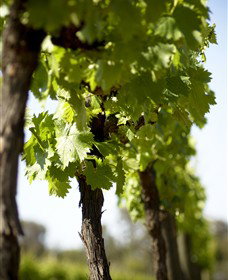 The Old School Winery And Pottery - Accommodation China 1