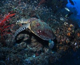 SS Yongala Dive Site - Accommodation Guide 3
