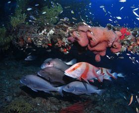 SS Yongala Dive Site - Accommodation Guide 2