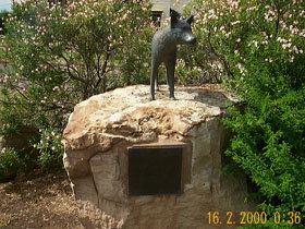 Dingo Statue - Accommodation Asia 0