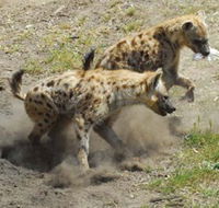 Altina Wildlife Park - Accommodation Asia