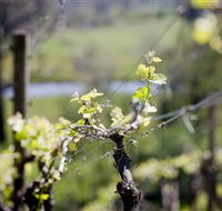 Mountainside Wines - Accommodation Asia