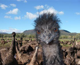Emu Logic - Accommodation Asia 1
