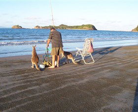 Cape Hillsborough National Park - Accommodation Asia 0