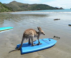 Cape Hillsborough National Park - Accommodation Asia 1
