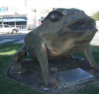 Big Cane Toad - Accommodation Guide
