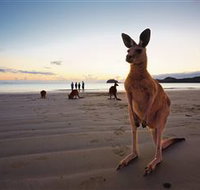 Wallabies on the Beach at Cape Hillsborough - Accommodation Guide