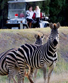 Taronga Western Plains Zoo, Dubbo - Accommodation China 1