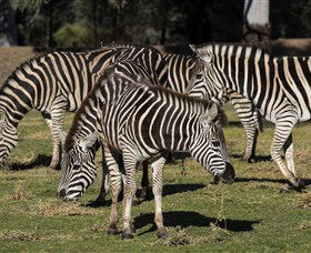 Taronga Western Plains Zoo, Dubbo - Accommodation China 5