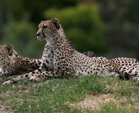 Taronga Western Plains Zoo, Dubbo - Accommodation China 6