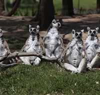 Savannah Visitor Plaza Taronga Western Plains Zoo Dubbo - Accommodation China