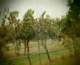 Red Earth Estate Vineyard - Accommodation Guide 8