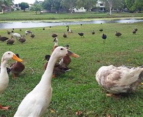 Gooseponds, North Mackay - Accommodation China 2