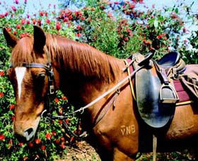 Western Plains Riding Centre - Accommodation Guide 0