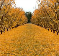 Sun Country on the Murray Farm Gate Trail - Accommodation Asia