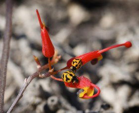Fitzgerald Biosphere - Accommodation Asia 0