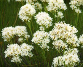 Fitzgerald Biosphere - Accommodation Asia 2