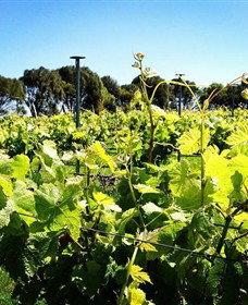 Basalt Wines - Accommodation Asia 0