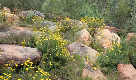 Ben Hall's Cave Walking Track - Accommodation Guide 2