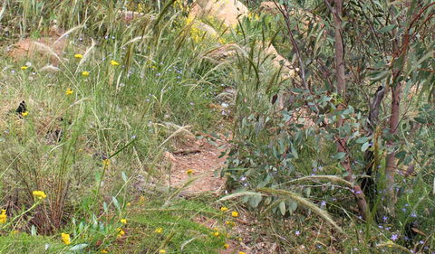 Ben Hall's Cave Walking Track - Accommodation Guide 1