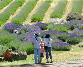 Yuulong Lavender Estate - Accommodation Asia 1