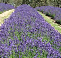 Yuulong Lavender Estate - Accommodation Asia